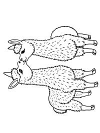 2 alpaca se sărută