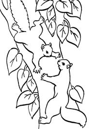 2 veverițe în copac