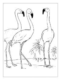 Trei Flamingo