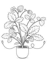 Plantă de căpșuni