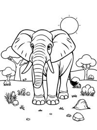 Elefant african