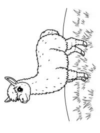 Alpaca în iarbă