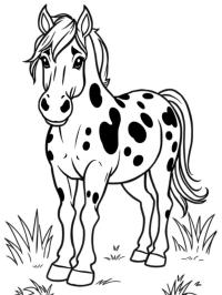 cal Appaloosa