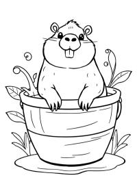 Capibara într-o găleată