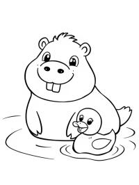 Capibara înoată cu o rață