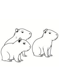 Pui de capibara