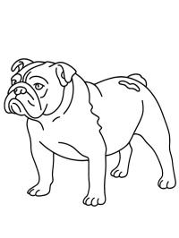 Bulldog englez