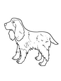 Cocker Spaniel Englez