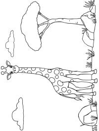Girafă în sălbăticie