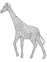 Girafă pentru adulţi