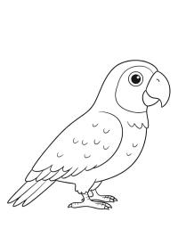 Papagal gri cu coadă roșie