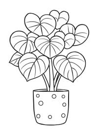 Plantă în formă de inimă (Hoya Kerrii)