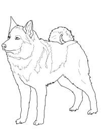 Elkhound norvegian