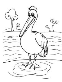 Pelican în apă