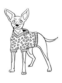 Pinscher pitic