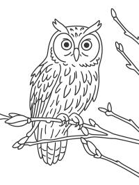 Bufniță urecheată