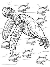 Broască țestoasă în apă