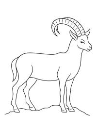 Capricorn