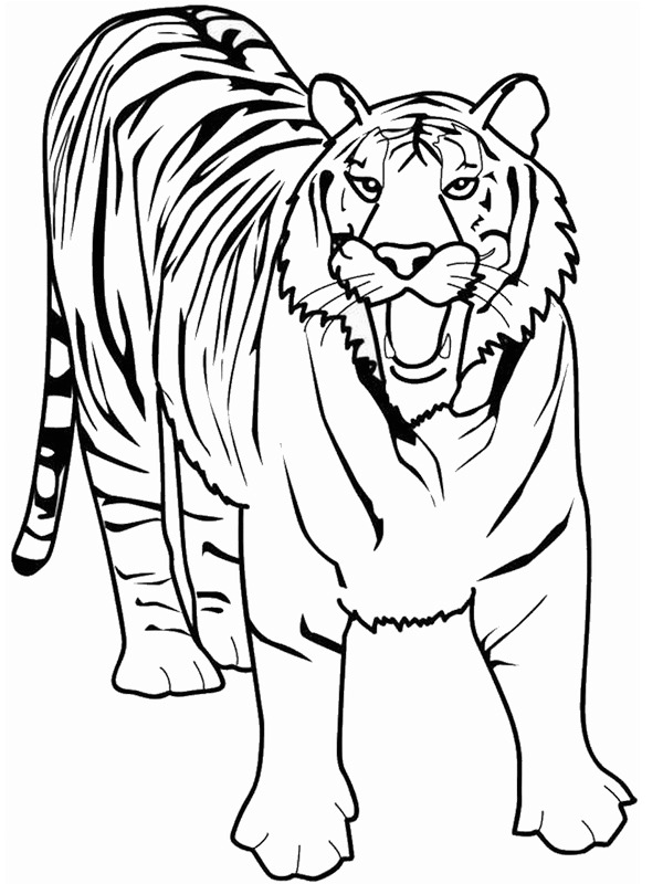 Tigru de colorat