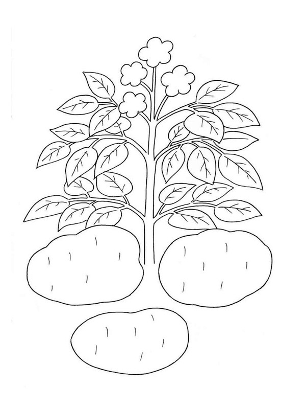 Planta cartofului de colorat