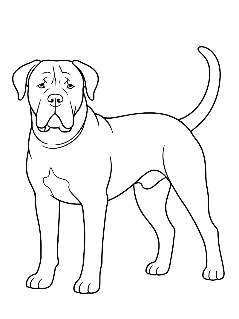 Cane corso de colorat
