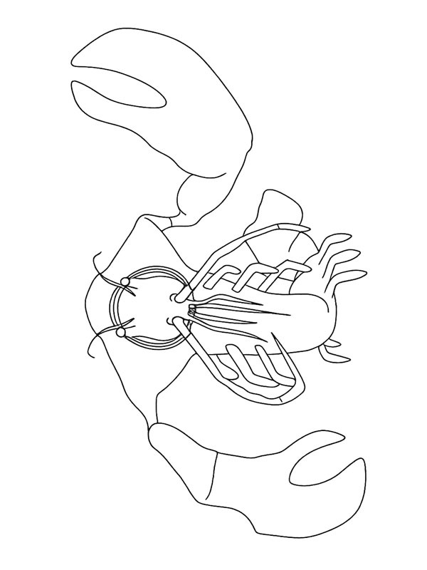 Clawrenzo (Garten of Banban) de colorat