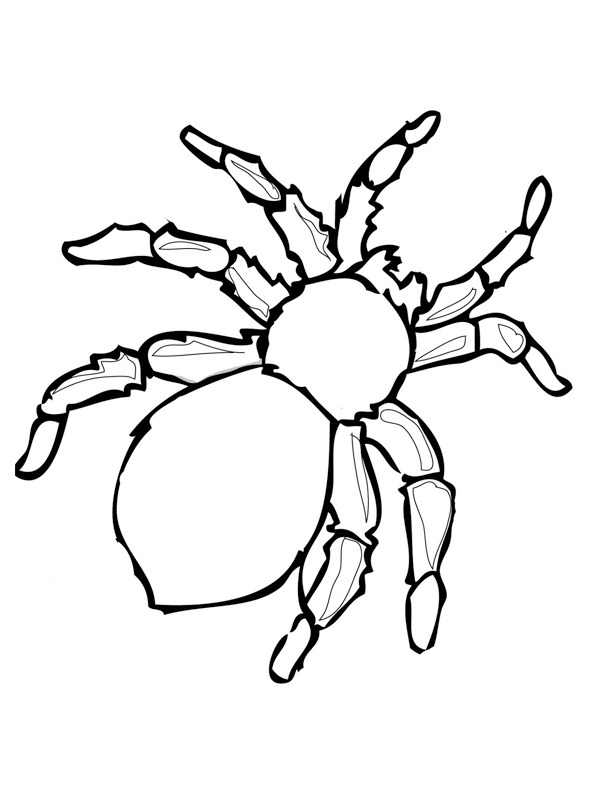 Păianjen periculos de colorat