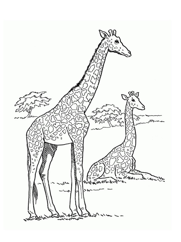 Girafă de colorat