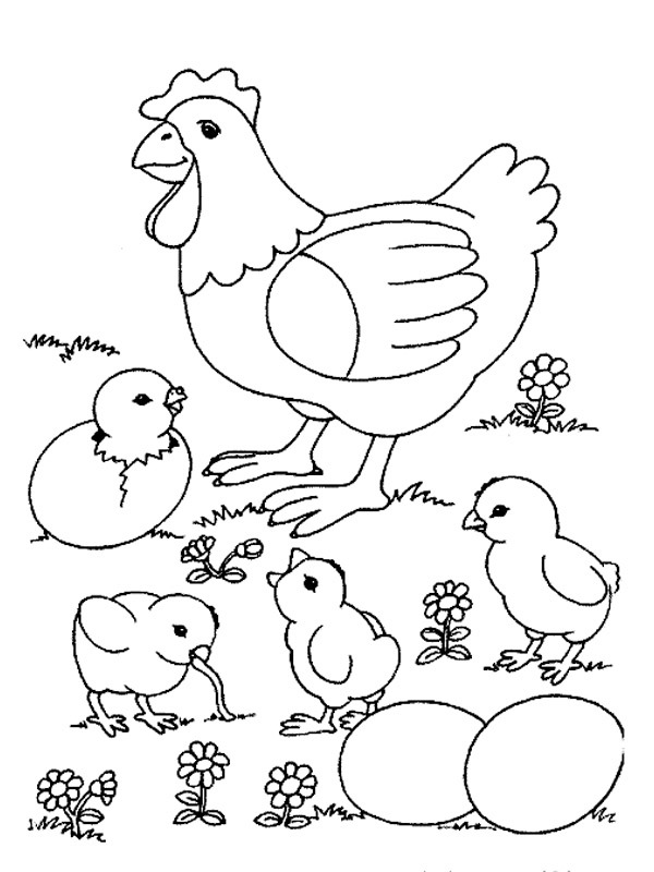 Găină și pui născuți de colorat