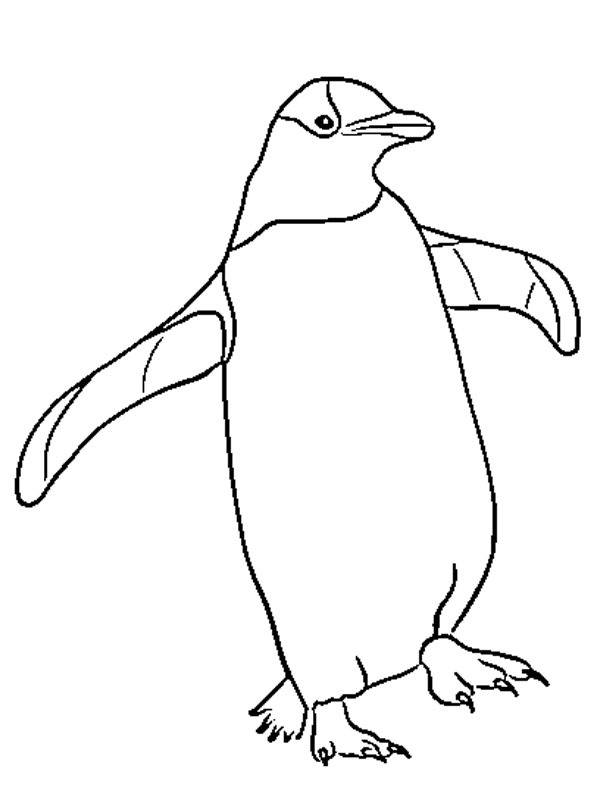 Pinguin de colorat