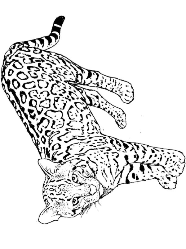 Leopard de colorat