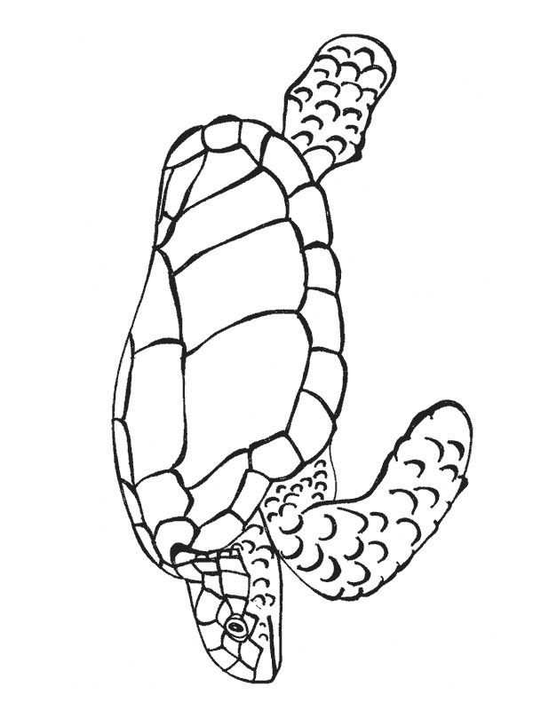 Țestoasă marină de colorat