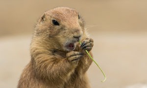 Capibara