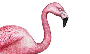 Flamingii