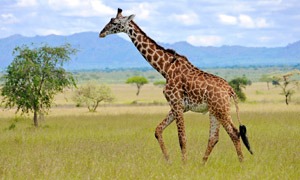 Girafă