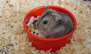 Hamsteri