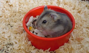 Hamsteri