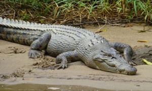 Crocodili