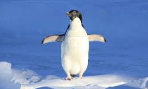 Pinguini